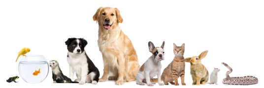 Introduce us your pet and get 5% discount on your purchase now!