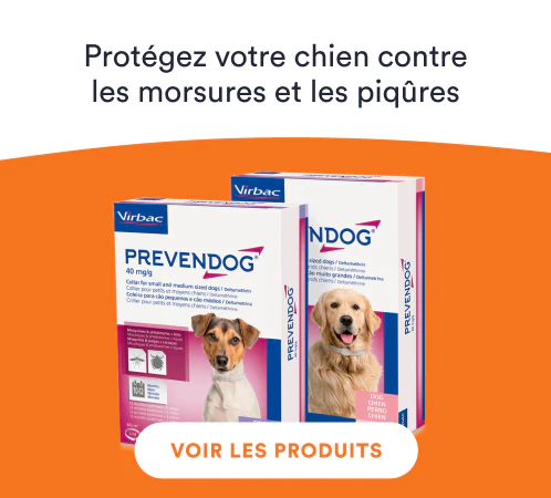 /prevendog