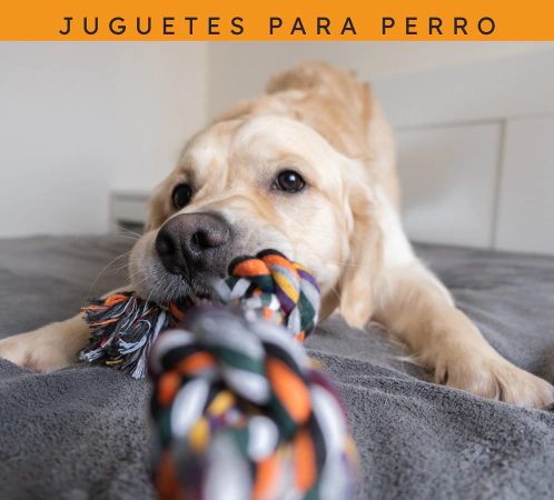 https://petness.es/perros/c_juguetes-deporte