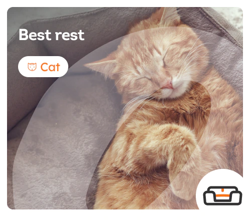 /cats/c_comfort