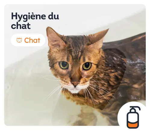 /chats/c_coiffure-et-hygiene