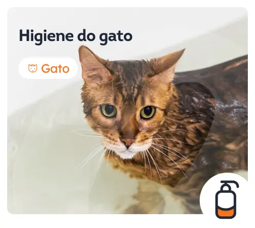 /gatos/c_higiene-para-gatos