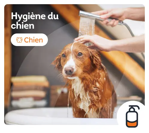 /chiens/c_coiffure-et-hygiene