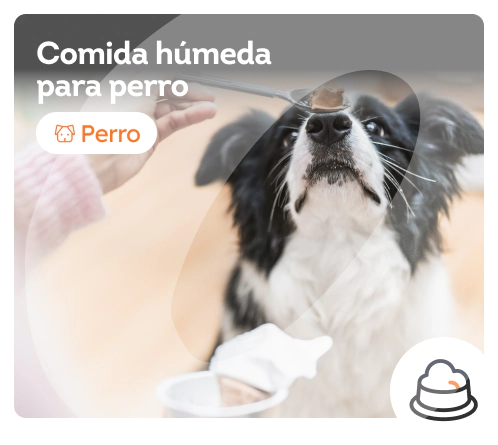 /perros/s_comida-humeda