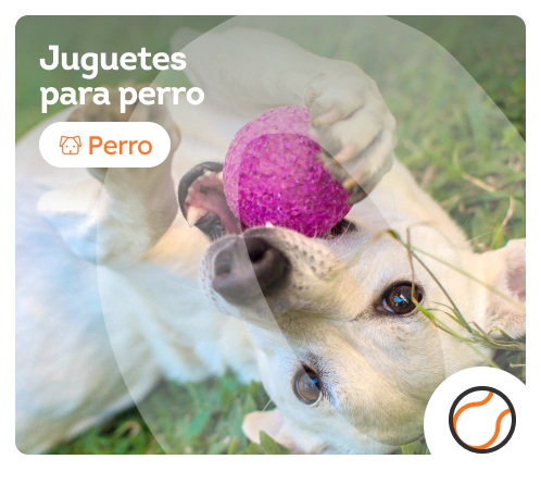 /perros/c_juguetes-deporte