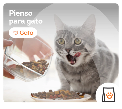 /gatos/s_pienso