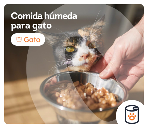 /gatos/s_comida-humeda