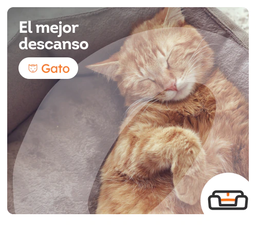 /gatos/c_descanso