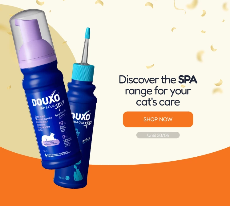 /c/junio-duoxo-cat-vis