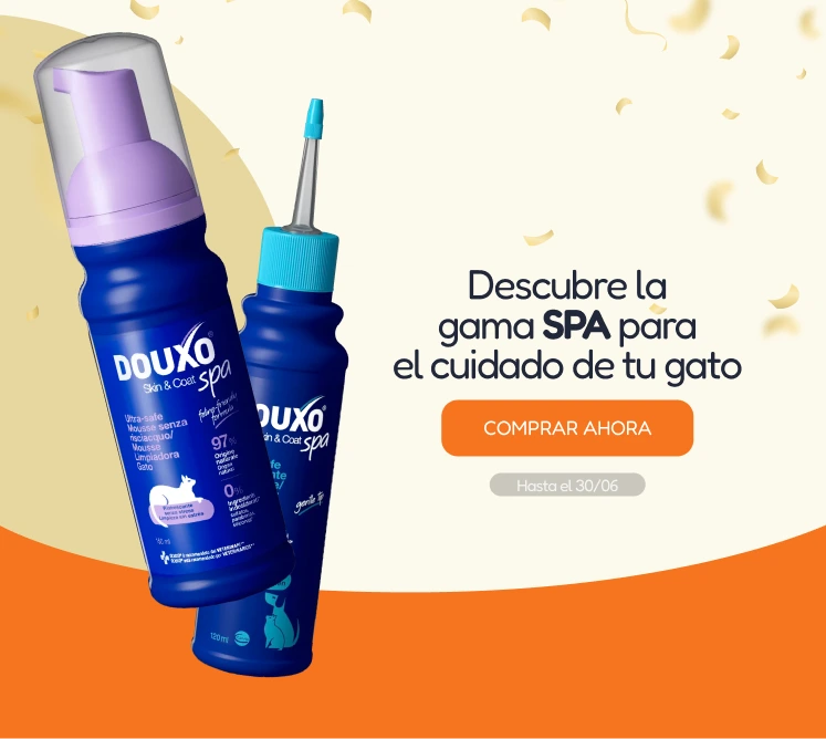 /c/junio-duoxo-cat-vis