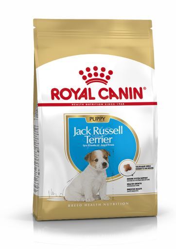 Jack Russell Terrier Puppy Ra&ccedil;&atilde;o Seca Cachorro de Ra&ccedil;a