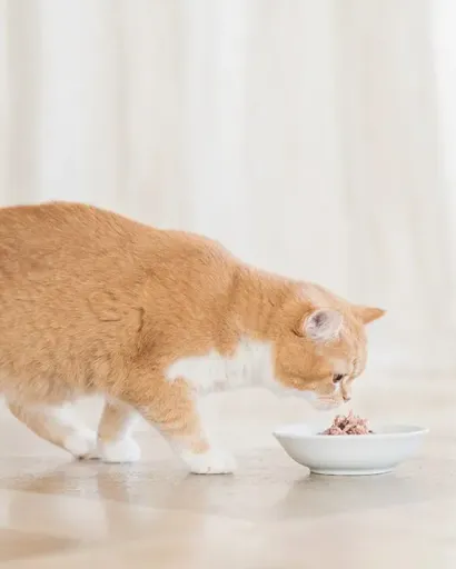 Comida Húmeda de Salmón al Natural para Gatos