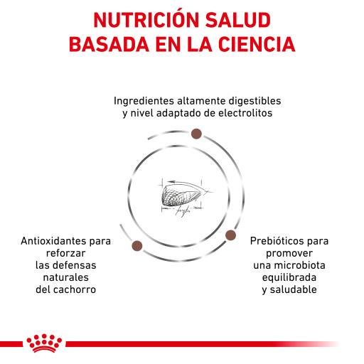 Gastro intestinal junior hotsell