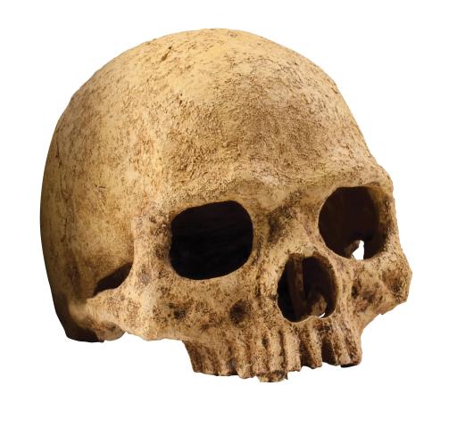 Exo Terra Exo Terra Primate Skull