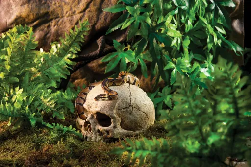 Exo Terra Exo Terra Primate Skull