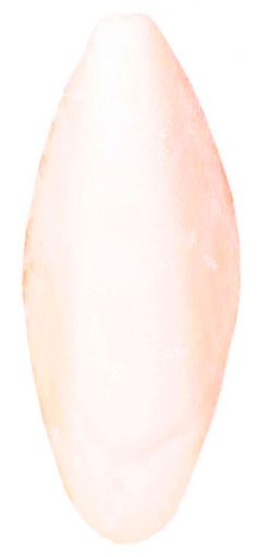 Cuttlefish Bone Cuttlefish Bone