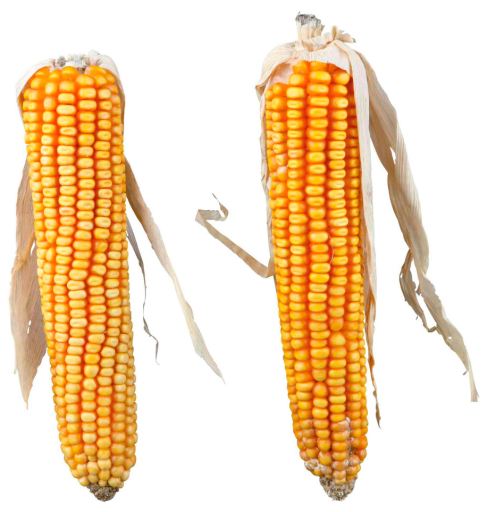 Maize Cobs for rodents Maize Cobs for rodents