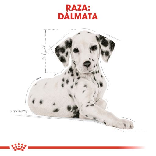 Dalmatian royal hot sale canin