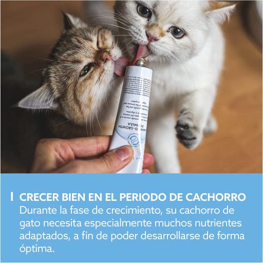 Complementos y suplementos para gatos: sistema inmunológico - Petness ...