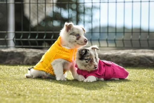 Freedog Abrigo Imperbeable Paw Shield Rosa