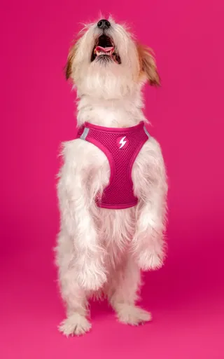 Dashi Peitoral Oxy Mesh Solid Rosa para C&atilde;es