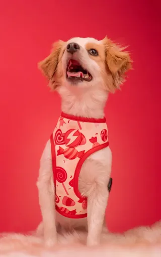 Dashi Peitoral Sprinkle Neo Mesh para C&atilde;es