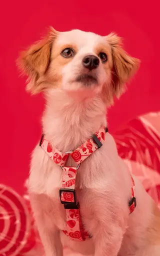 Dashi Arn&ecirc;s Sprinkle Back para C&atilde;es 