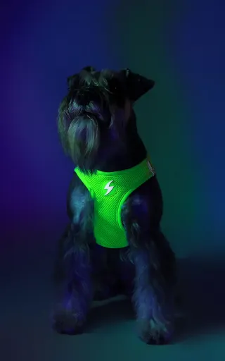Dashi Peitoral Verde Neon para C&atilde;es