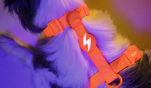 Dashi Arn&ecirc;s Laranja Neon para C&atilde;es