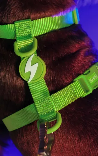 Dashi Arn&ecirc;s Verde Neon para C&atilde;es
