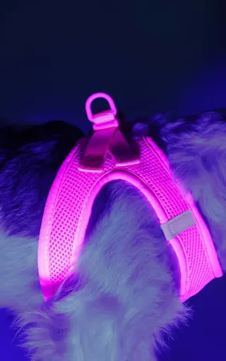 Dashi Peitoral Rosa Neon para C&atilde;es 