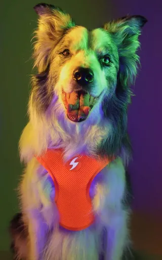 Dashi Peitoral Laranja Neon para C&atilde;es